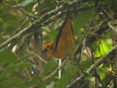 Tangara arthus