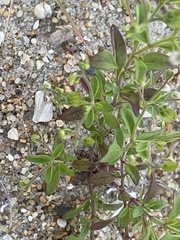 Trichostema nesophilum