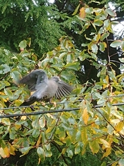 Patagioenas fasciata