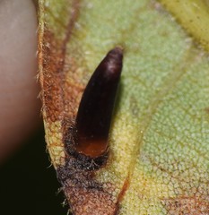 Caryomyia subulata
