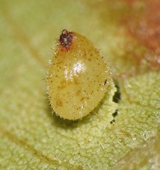 Caryomyia eumaris