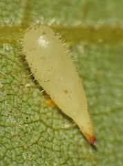 Caryomyia procumbens