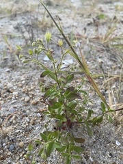 Trichostema nesophilum