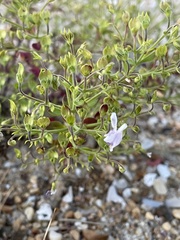 Trichostema nesophilum