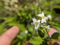 Solanum sarrachoides
