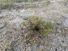 Trichostema nesophilum