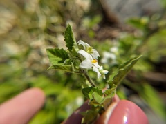 Solanum sarrachoides