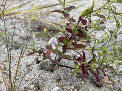 Trichostema nesophilum