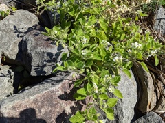 Solanum sarrachoides
