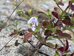 Trichostema nesophilum