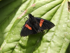 Lepidoptera