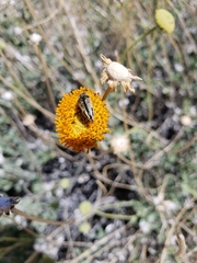 Acmaeodera latiflava