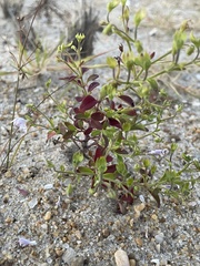 Trichostema nesophilum