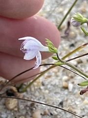 Trichostema nesophilum