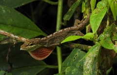 Anolis mariarum