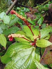 Triolena scorpioides