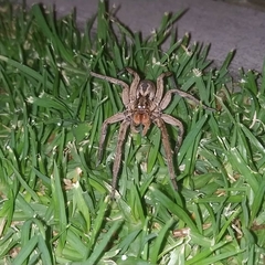 Lycosa erythrognatha