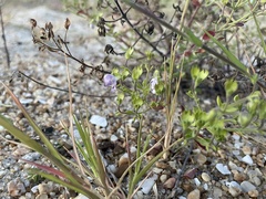 Trichostema nesophilum