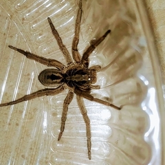 Lycosa erythrognatha