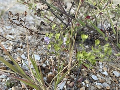 Trichostema nesophilum
