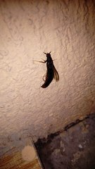 Lymexylidae