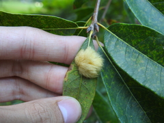 Neuroterus laurifoliae