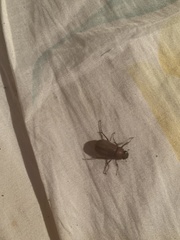 Phyllophaga