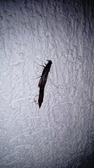 Lymexylidae