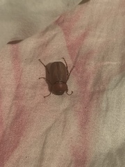 Phyllophaga