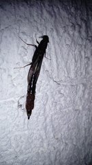 Lymexylidae