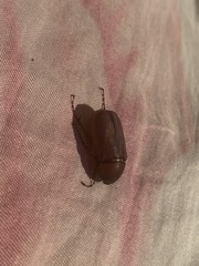 Phyllophaga