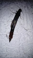 Lymexylidae