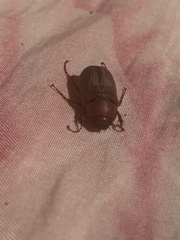 Phyllophaga