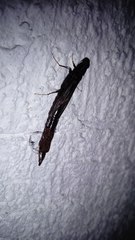Lymexylidae