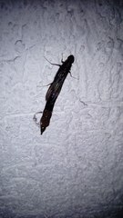Lymexylidae