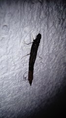 Lymexylidae