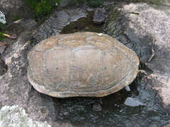 Kinosternon integrum