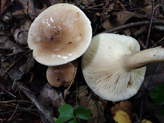 Lactarius mucidus