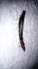 Lymexylidae