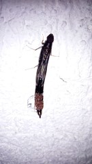 Lymexylidae
