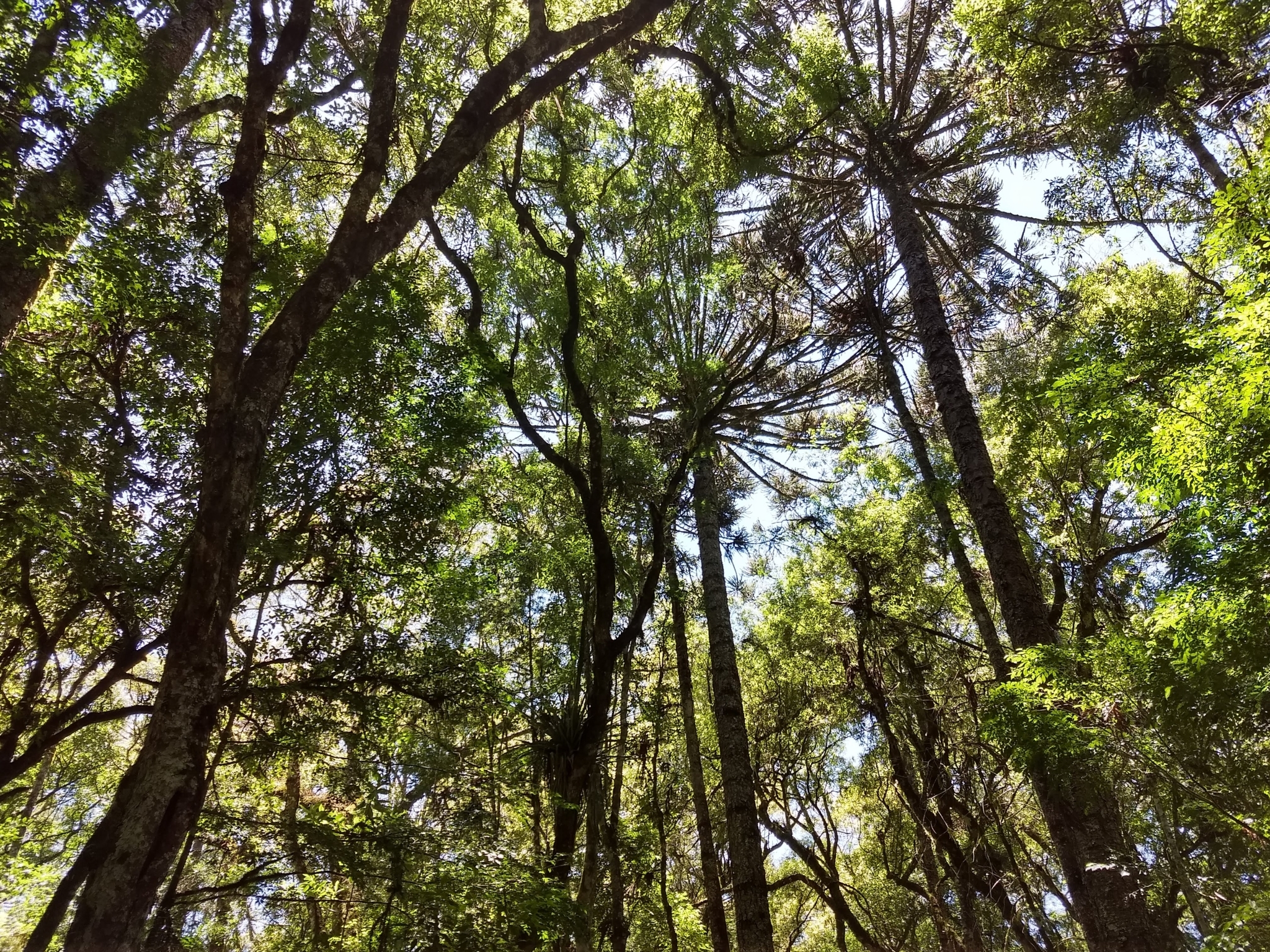 Araucaria angustifolia
