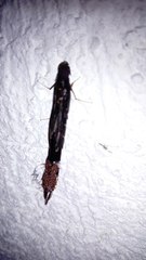 Lymexylidae