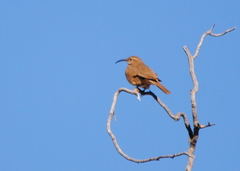 Upucerthia dumetaria