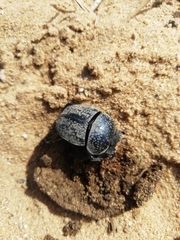 Scarabaeus cicatricosus