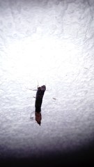 Lymexylidae