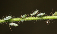 Macrosiphum gei