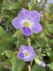 Asystasia gangetica gangetica