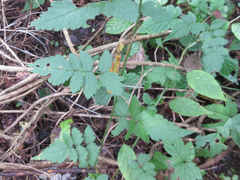 Rubus pungens oldhamii