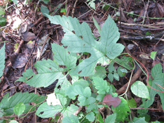 Rubus crataegifolius
