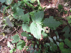 Clematis heracleifolia